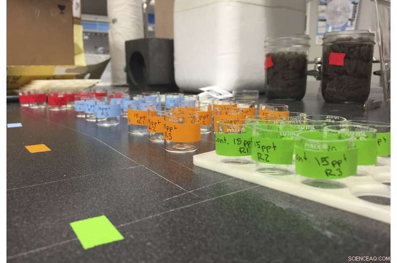 Global Researchers Convene to Assess Microplastic Pollution Risks