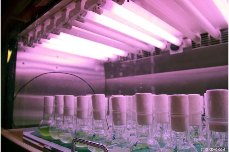 Bottled Water: More Than a Drink—Its Unexpected Scientific and Environmental Uses