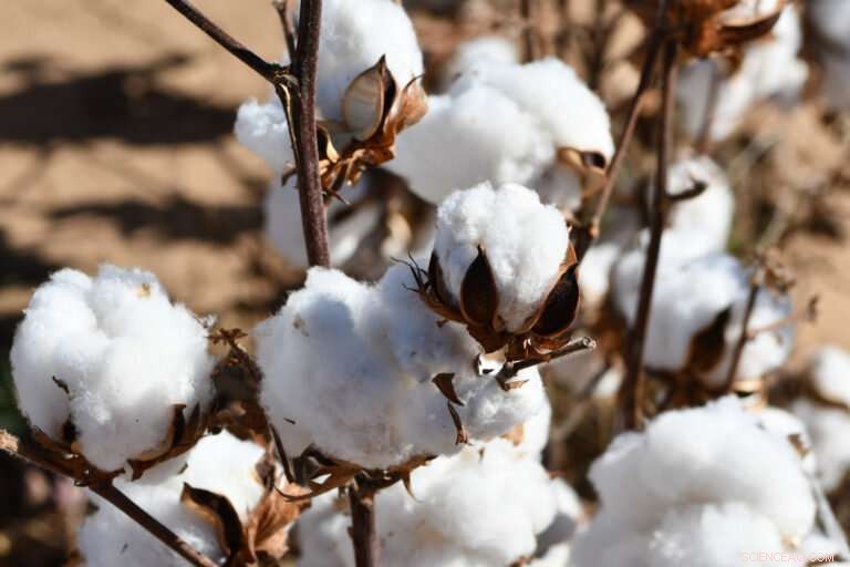 Cotton Emerges as a Leading Water‑Conservation Crop in the Northern High Plains
