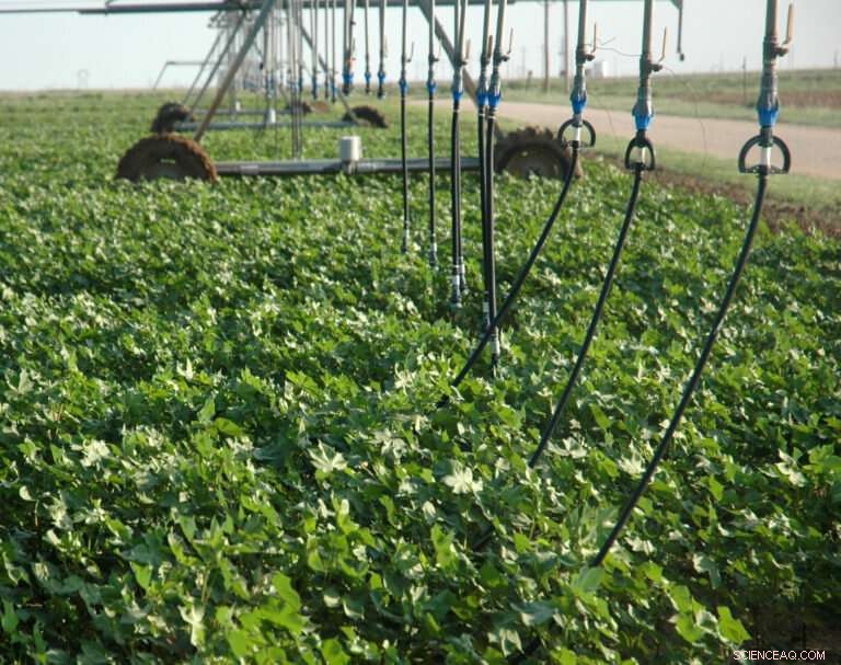 Cotton Emerges as a Leading Water‑Conservation Crop in the Northern High Plains