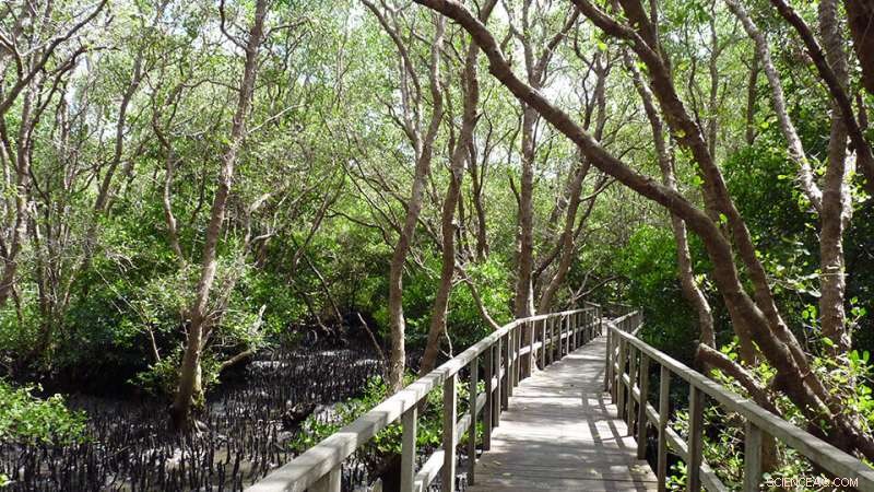 Mangrove Conservation Boosts: New Study Sparks Optimism (Updated)