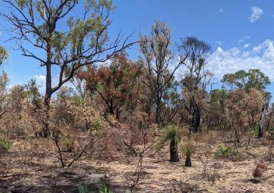 Caves Confront New Challenges Following Record-Breaking Bushfires