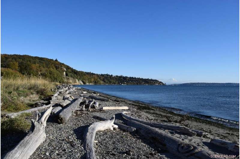 The Essential Role of Wildness in Urban Parks for Human Well‑Being