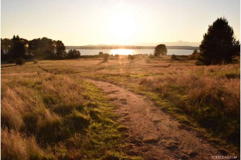 The Essential Role of Wildness in Urban Parks for Human Well‑Being