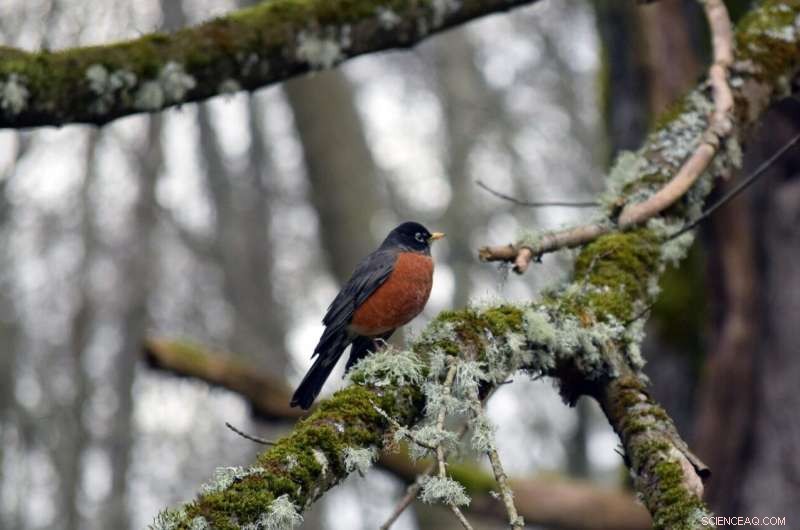 The Essential Role of Wildness in Urban Parks for Human Well‑Being