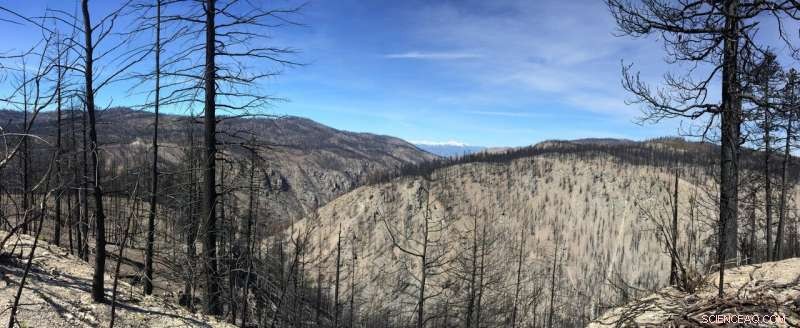 How Thinning and Prescribed Burns Safeguarded Washington Forests from the 2014 Carlton Complex Fire