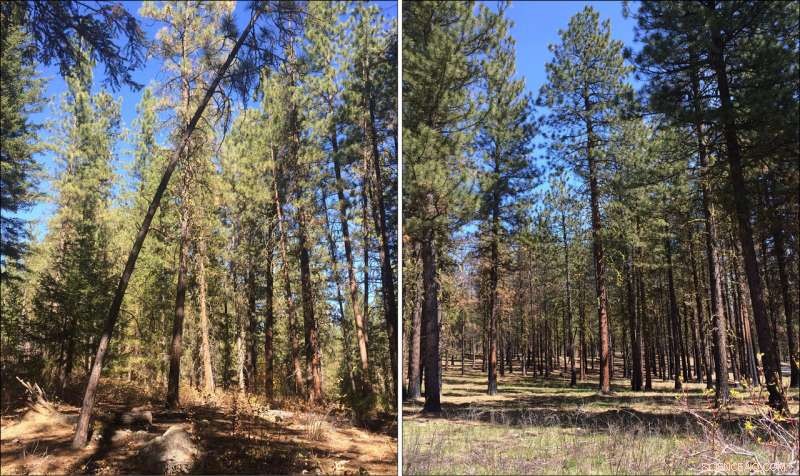 How Thinning and Prescribed Burns Safeguarded Washington Forests from the 2014 Carlton Complex Fire