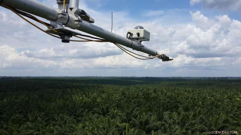 Is Palm Oil Biodiesel Truly Eco‑Friendly? Unveiling the Truth