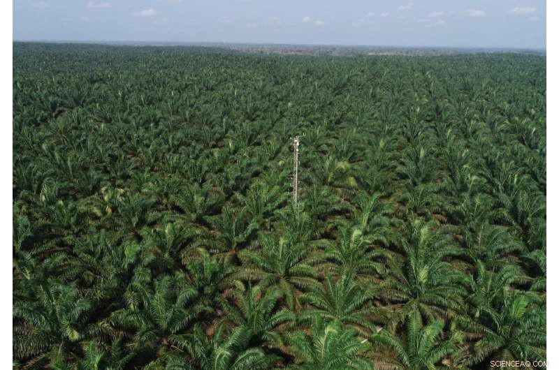 Is Palm Oil Biodiesel Truly Eco‑Friendly? Unveiling the Truth