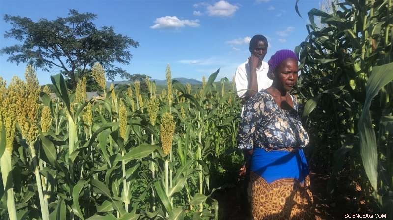 InnovAfrica Boosts Crop Yields for African Farmers
