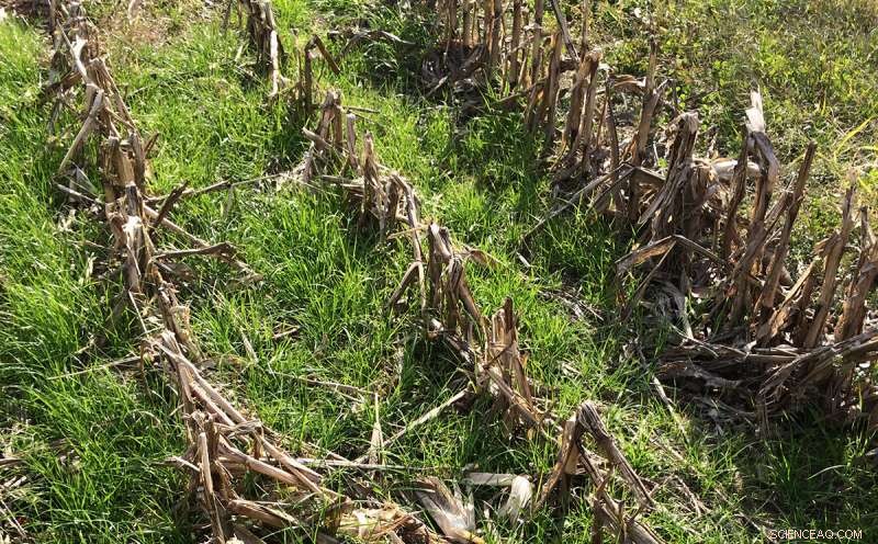Cover Crops Boost Soil Microbiome by 27%—New Study Confirms Universal Benefit