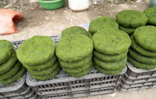 Microalgae: Unlocking Tomorrow’s Sustainable Food