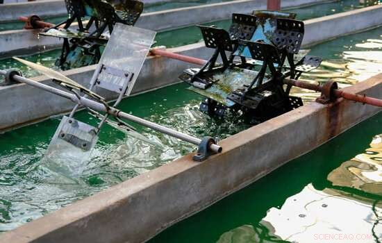 Microalgae: Unlocking Tomorrow’s Sustainable Food