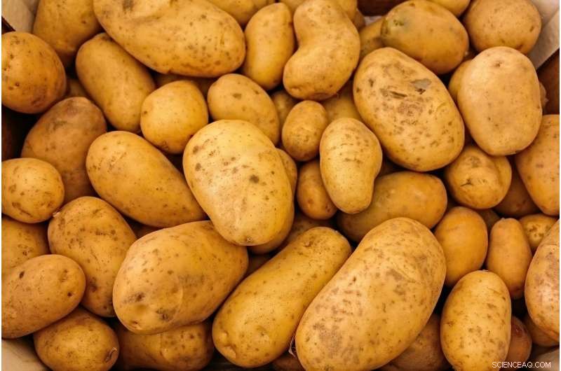 Turning Potato Waste into a Thriving New Industry in Australia