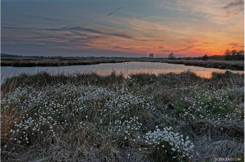 How Wetlands Save Lives and Money: The True Cost of Nature s Defenses