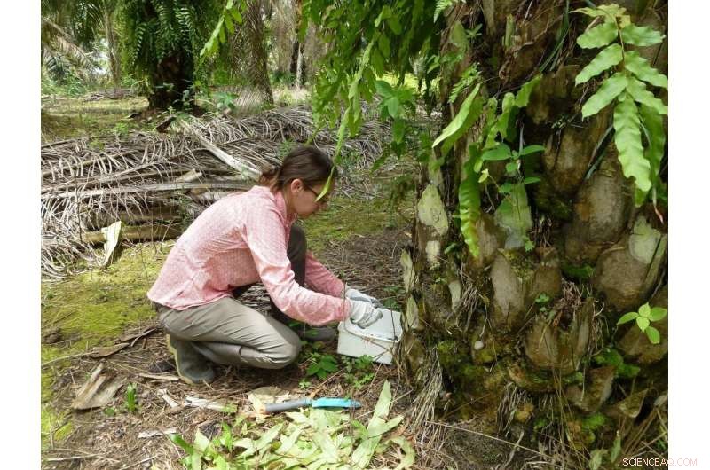Discover the Rich Soil Ecosystem Beneath Oil Palm Fronds
