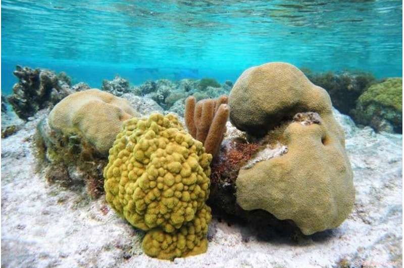 Turks and Caicos Coral Reefs Show Resilience to Global Bleaching Crisis