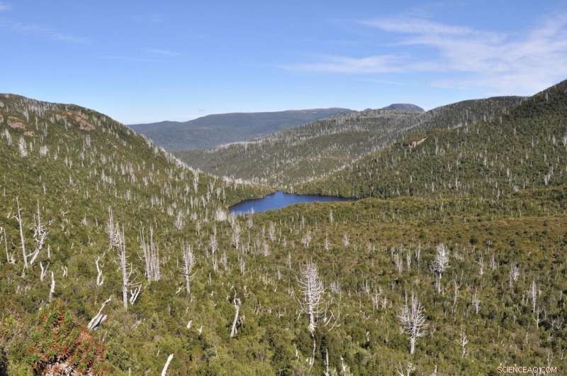 Study Reveals Uncertain Future for Tasmania s Ancient Trees Amid Climate Change