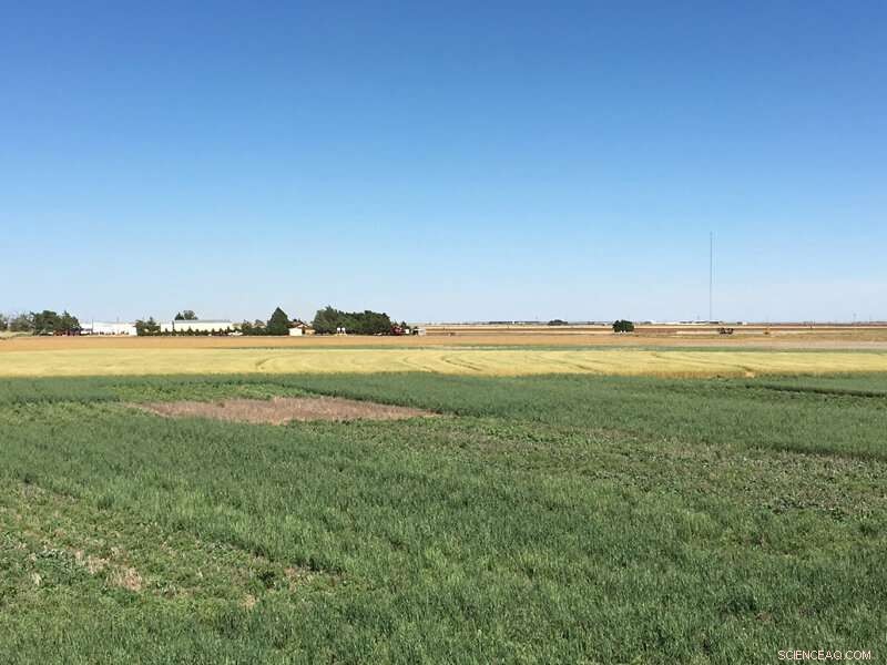 How Cover Crops Improve Soil Health in Hot, Dry Regions