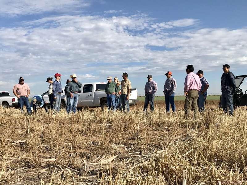 How Cover Crops Improve Soil Health in Hot, Dry Regions