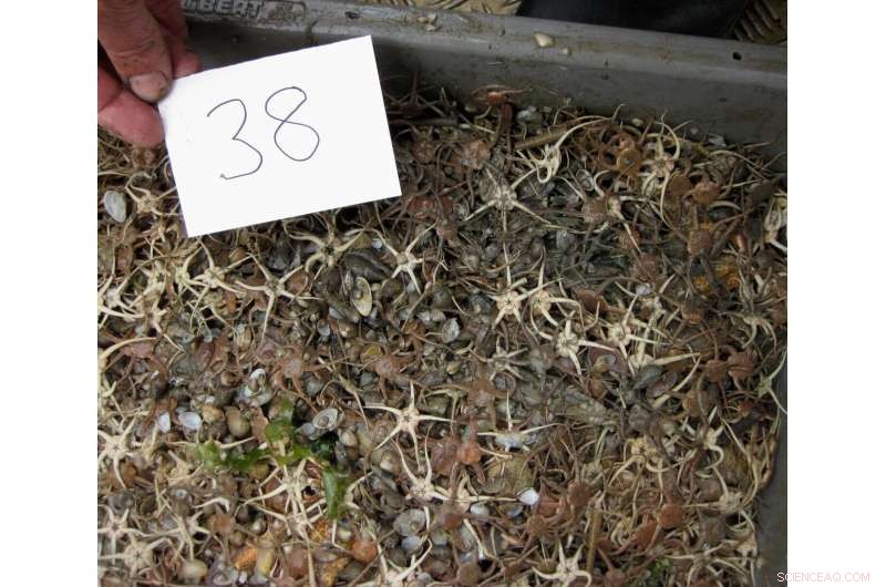 Waves and Tides Outpace Human Activity in Shaping Swansea Bay s Marine Ecosystem