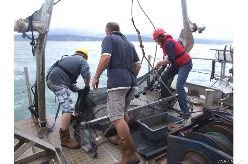 Waves and Tides Outpace Human Activity in Shaping Swansea Bay s Marine Ecosystem