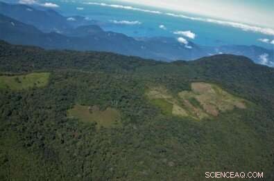 Deforestation of Atlantic Rainforest Fragment Raises Local Temperature by 1°C