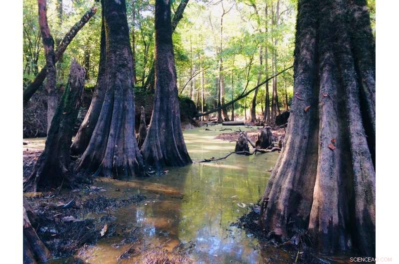 New Study Shows Delta Mitigates River Flooding Impact