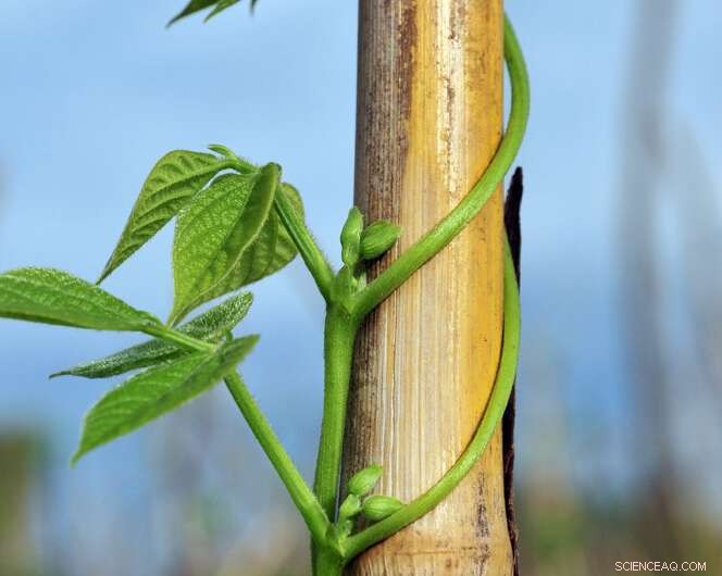Vertical Bean Farming: A Sustainable Solution for Africa’s Climate Change and Nutrition Challenges