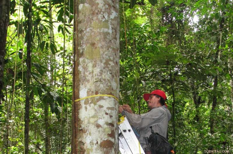 Tropical Forests  Carbon Sink Declines Rapidly, Study Finds