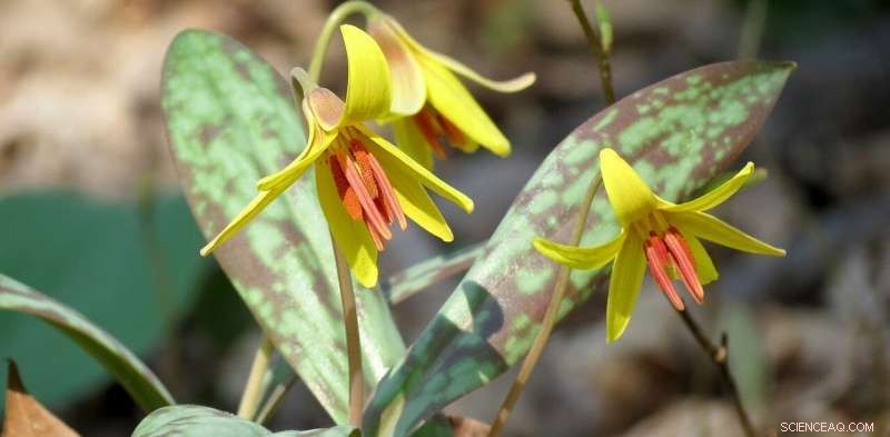 Early Spring Arrival Across the U.S. Signals Worsening Climate Trends