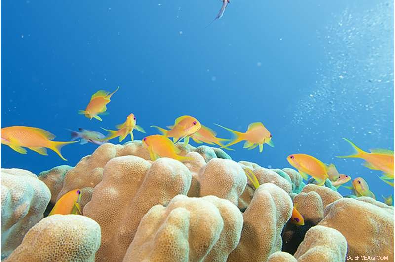 Scientists Urge UNESCO to Protect the Red Sea Coral Reef