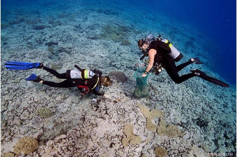 Assessing Coral Reef Health in the World’s Largest Marine Protected Area