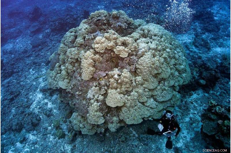 Assessing Coral Reef Health in the World’s Largest Marine Protected Area
