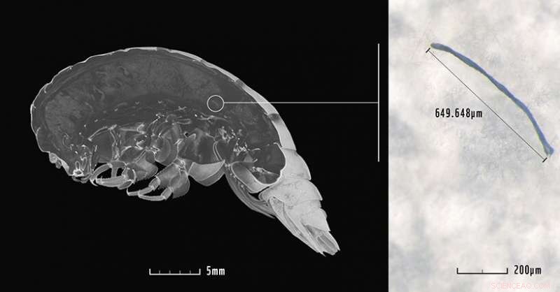 Newcastle University Discovers Plastic in Deep-Sea Amphipods, Unveiling Hidden Pollution