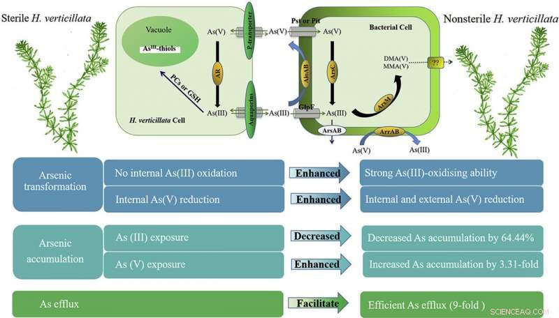 Epiphytic Bacteria Drive Arsenic Metabolism in Hydrilla verticillata: Key Insights for Phytoremediation