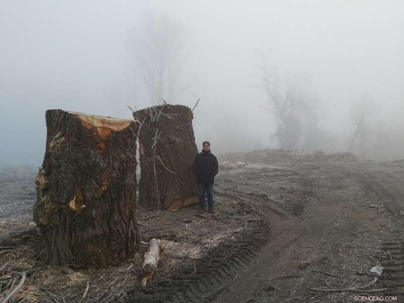 Protected Forest Along Hungary’s Tisza River Destroyed by Unlawful Clear‑Cutting