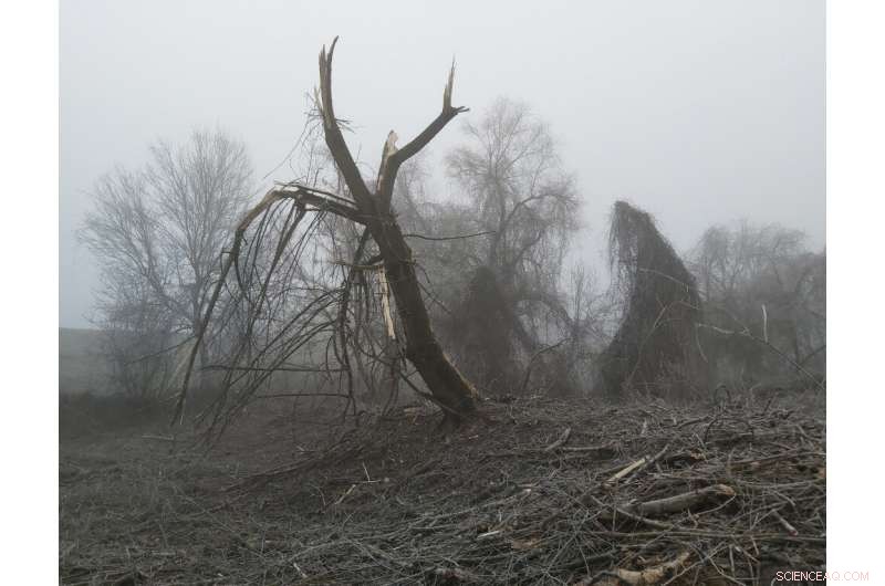 Protected Forest Along Hungary’s Tisza River Destroyed by Unlawful Clear‑Cutting