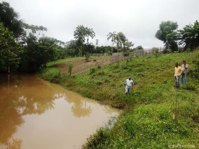 Could Your Coffee Habit Increase Malaria Risk? Findings Explained