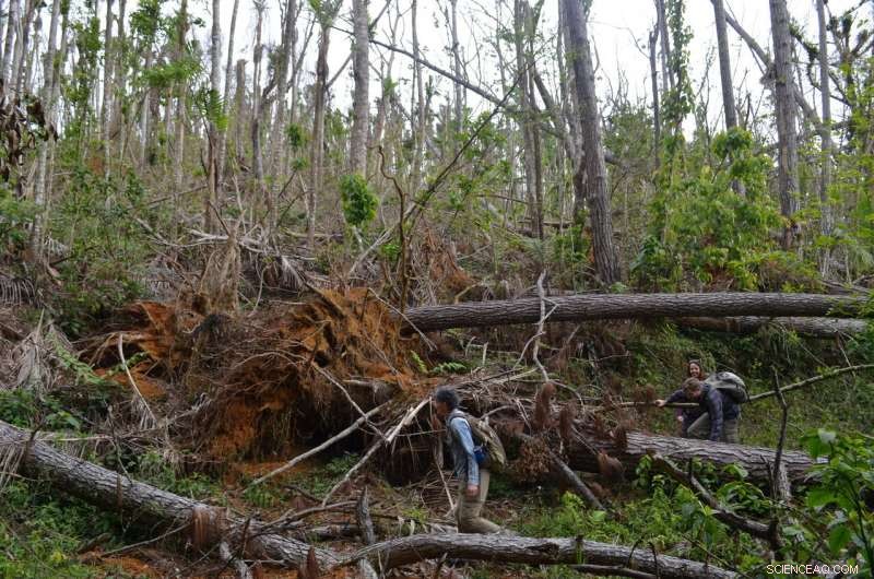 New Study Shows Heavy Rain, Not Wind, Was Main Cause of Massive Tree Loss in Hurricane Maria