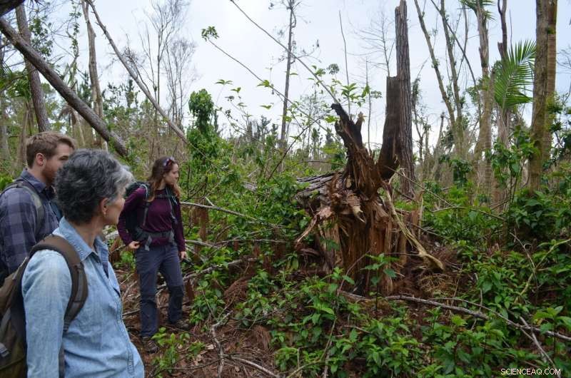 New Study Shows Heavy Rain, Not Wind, Was Main Cause of Massive Tree Loss in Hurricane Maria