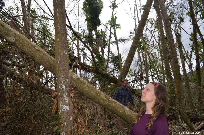 New Study Shows Heavy Rain, Not Wind, Was Main Cause of Massive Tree Loss in Hurricane Maria