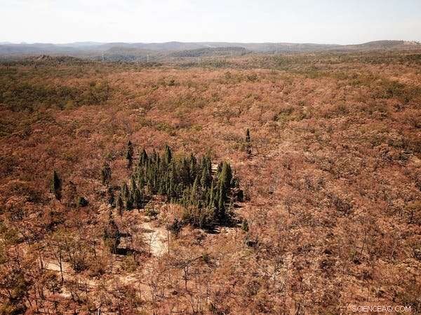 Summer Drought Turns Hillsides Brown: Signs of an Emerging Ecosystem Collapse