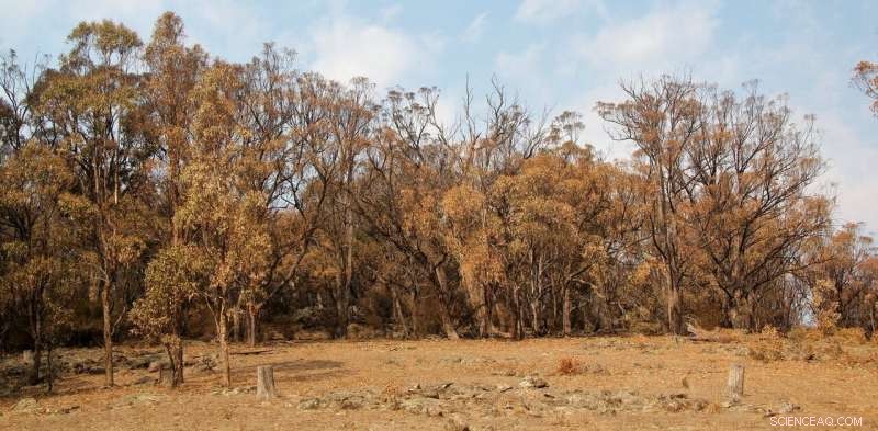 Summer Drought Turns Hillsides Brown: Signs of an Emerging Ecosystem Collapse