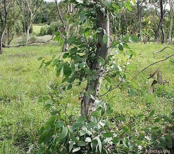 Summer Drought Turns Hillsides Brown: Signs of an Emerging Ecosystem Collapse
