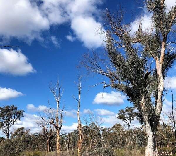 Summer Drought Turns Hillsides Brown: Signs of an Emerging Ecosystem Collapse