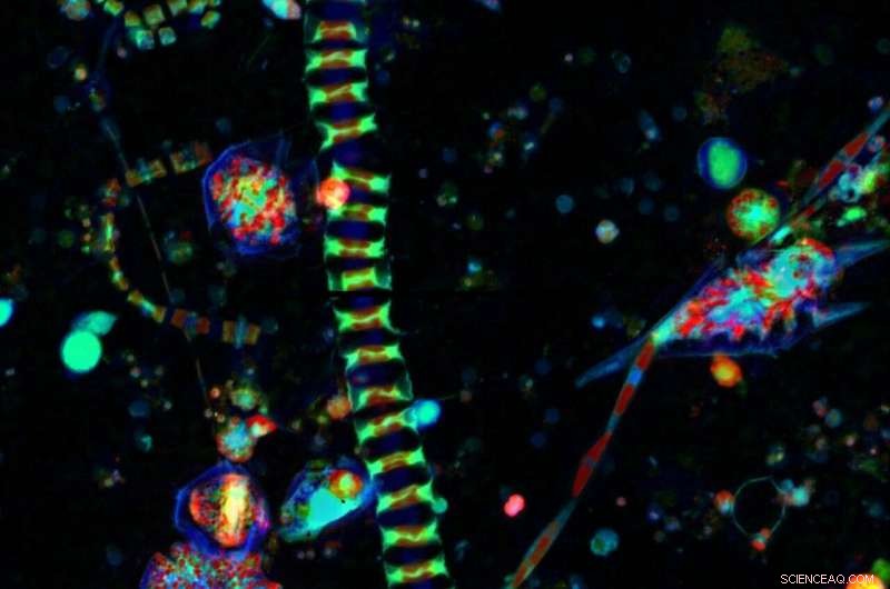 Climate Changes Threaten California s Coastal Food Web Foundations