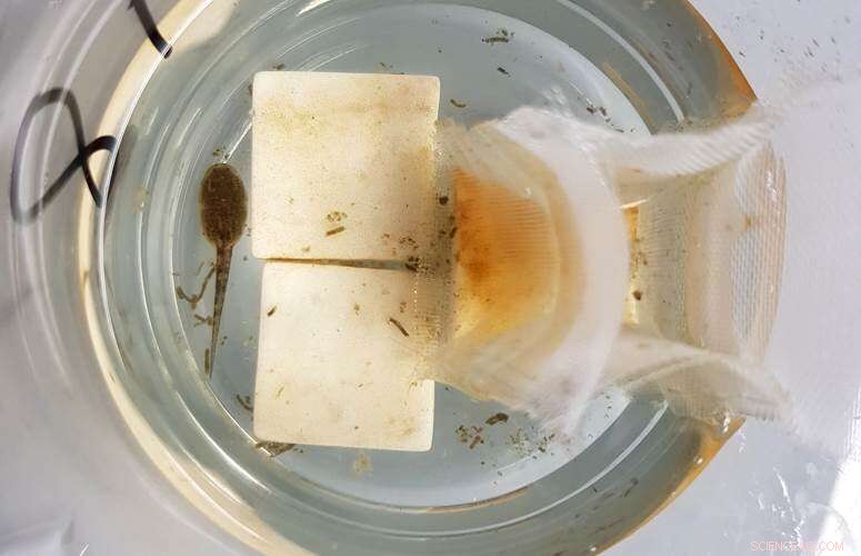 Microplastics Endanger River Amphibians and Invertebrates: Survival Impacts Unveiled