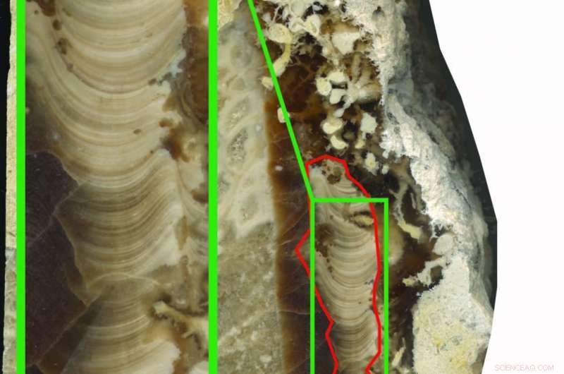 Fossil Shell Reveals Earth s Days Were 30 Minutes Shorter 70 Million Years Ago