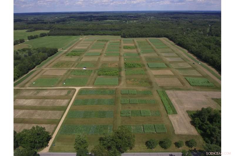 How Biomass Fuels from Grasses Can Effectively Reduce Global Warming